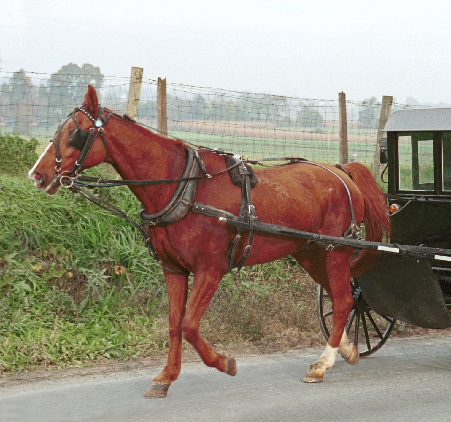 A horse and black buggy travelling along a paved country road